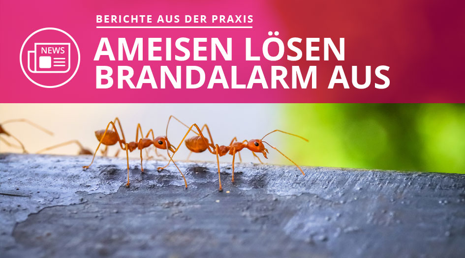 Ameisen lösen Brand aus